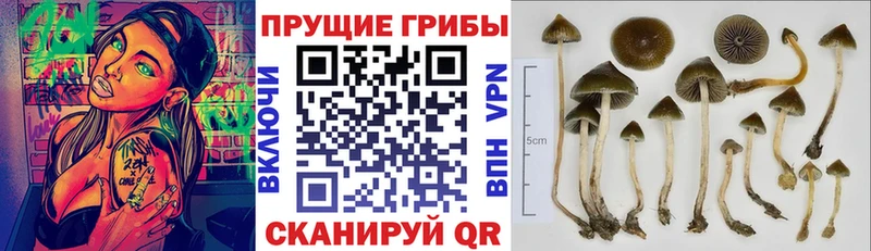 где продают наркотики Туапсе Псилоцибиновые грибы ЛСД